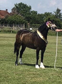 Dycott Fancy-Fancy reg sec c mare