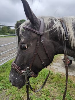 Dyon Hackamore Cob Bridle, Dyon Hackamore , Alayne Wells, Bitless Bridles