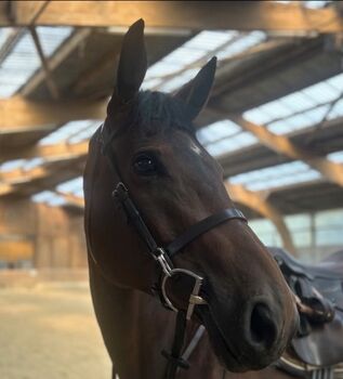 Dy‘on Trense Flachleder Working Collection WB braun, Dy‘on, Bella, Bridles & Headstalls, Düsseldorf