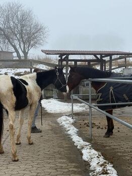 Pflegebeteiligung, Selina , Horse Sharing
, Schlüchtern