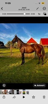 Edle tolle Tochter von Secret Star x Desperados/Sandro Hit