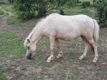 Edles Jungstute in Sonderlackierung Partbred Shetlandpony