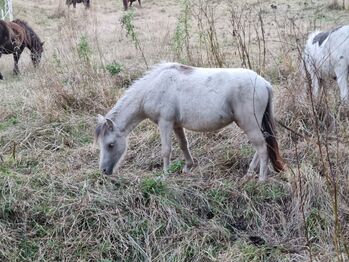 Edles Jungstute in Sonderlackierung Partbred Shetlandpony, Nadine  (Shettyzucht Frechdachs ), Pferd kaufen, Heringen