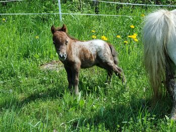 Edles Stutfohlen American Miniature Horse, Nadine  (Shettyzucht Frechdachs ), Pferd kaufen, Heringen