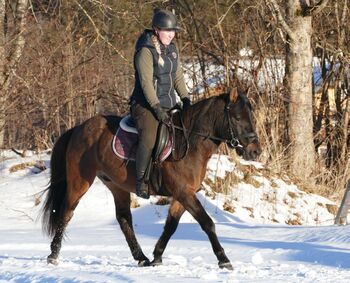 Ein Allrounder mit Klasse, Irene Zimmermann, Horses For Sale, Ramsau am Dachstein