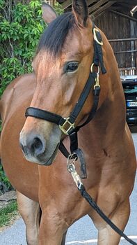 Liebenswerte Quarter Horse Stute für eine gemeinsame Zukunft