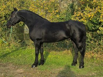Braver schwarzer wallach, Jozsef, Horses For Sale, Békés