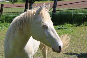 Ein Traum in Smoky Cream