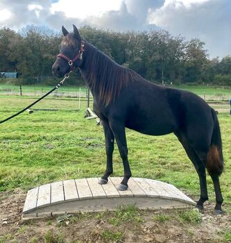 Ein Traum in Schwarz, Kerstin Rehbehn (Pferdemarketing Ost), Horses For Sale, Nienburg