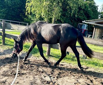 Ein Traum in Schwarz, Kerstin Rehbehn (Pferdemarketing Ost), Horses For Sale, Nienburg