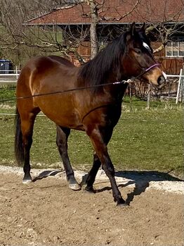 Eyecatcher! Bildschöner Quarterhorse Wallach, I.H., Horses For Sale, Eglfing 