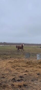 Tall, beautiful young splash mare with fantastic mind, Mia, Horses For Sale, Middelfart