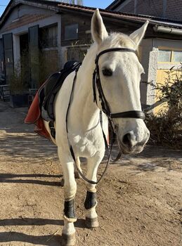 brave Lipizzaner Stute zum verlieben