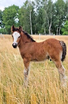 A Stunning Bay Irish Cob Foal – Built Like a Tank, Zalia Stud, Horses For Sale, Strykow