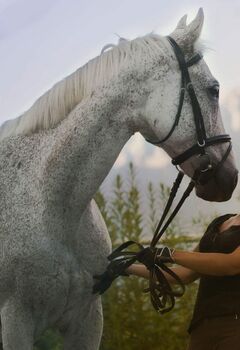 Suche Lebensplatz, Nadine Wilhelm , Horses For Sale, Silz