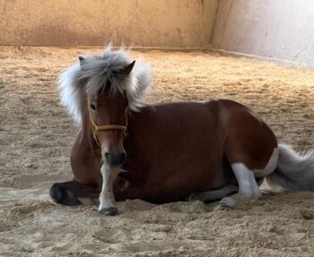 Seele sucht Herz, oder ... Topf sucht Deckel, ElfenPferde, Horses For Sale, Seesen