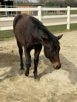 Prämierter Quarter Horse Nachwuchshengst mit Ausstrahlung und Perspektive