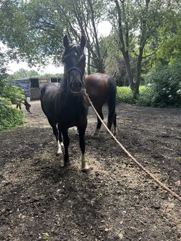 Flashy 2 year old gelding