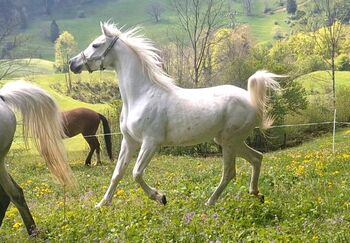 Ägyptisches Seelenpferd