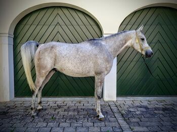 Ägyptische Vollblut wallach