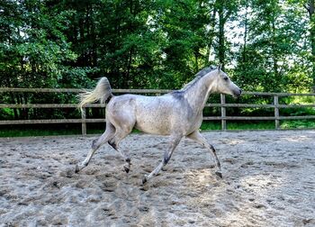 Ägyptische Vollblut wallach, Beckova Mila , Horses For Sale, GEISENFELD 
