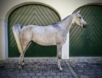 Ägyptische Vollblut wallach