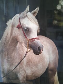 Ägyptische Vollblut stute, Beckova Mila , Horses For Sale, GEISENFELD 
