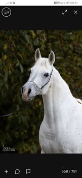 Ägyptische Vollblut stute