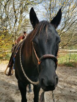 Achtjährige Quarter-Horse-Stute