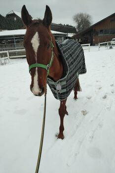 Ein wunderschöner Achalthekiner mit eleganten Bewegungen, Reindl Maria, Horses For Sale, Siezenheim 