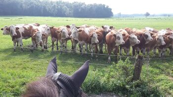 Einfach besser Reiten!Ohrenwechsel®Kurs in Kombination mit Tellington TTouch® Ohrenwechsel ! Feines Sein mit Tieren www.ohrenwechsel.de