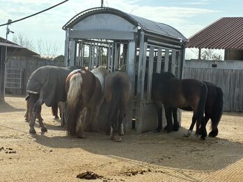 Einstellplatz für Wallach im Aktivstall