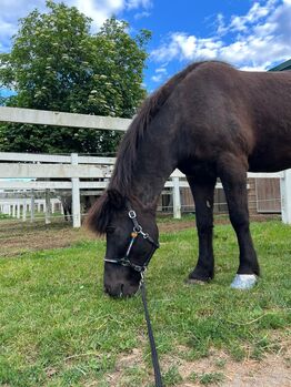 Einzigartiger Isländer zu verkaufen