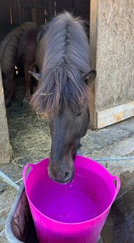 Einzigartiger Isländer zu verkaufen