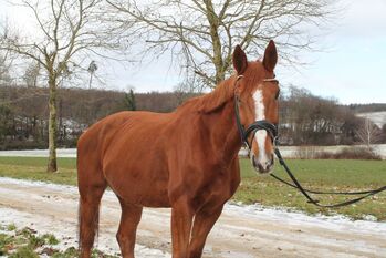 Gehobenes Freizeitpferd mit tollem Charakter