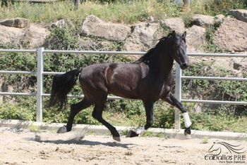 Exclusiver Gekörter  PRE Rapphengst - 1.70 m - Top Abstammung, Thomas Adams (Caballos PRE), Konie na sprzedaż, Bell