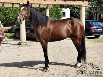 Ausdrucks-und Bewegungsstarker PRE Hengst - 2020 - ca. 1.65 m