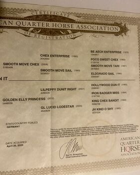 Ausdrucksstarker, bildschöner Quarterhorse Wallach