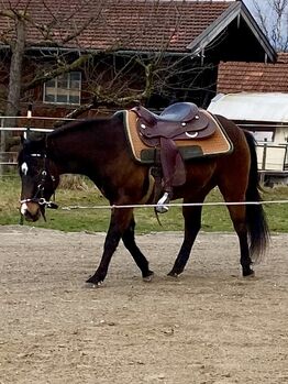 Ausdrucksstarker, bildschöner Quarterhorse Wallach