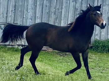 Ausdrucksstarker Quarterhorse Wallach