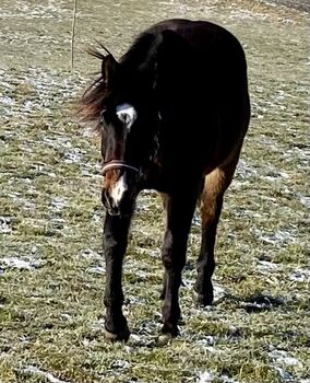 Ausdrucksstarker Quarterhorse Wallach, I.H., Konie na sprzedaż, Eglfing 