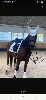 Elegante Halbblutstute mit Potenzial