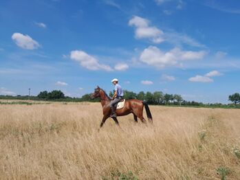 Eleganter Achal-Tekkiner Hengst, 5 Jahre, geritten und gefahren, Eszter, Konie na sprzedaż, Katafa