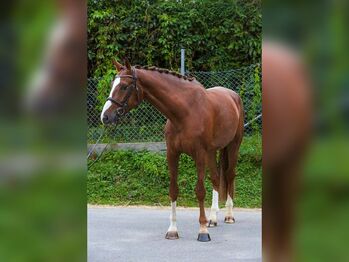 Eleganter 5-jähriger Fuchs Wallach – Vielversprechender Partner, Christopher Friedrich, Horses For Sale, Göppingen