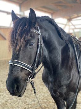 Eleganter Friesenwallach, Timea, Horses For Sale, Berlin