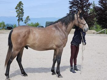 Eleganter PRE/Berber