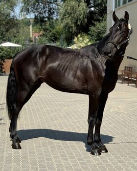 Elegante 5-jährige Stute – 165 cm – Vielversprechendes Sportpferd