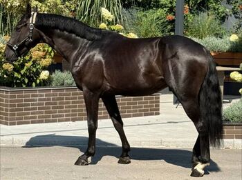 Elegante 5-jährige Stute – 165 cm – Vielversprechendes Sportpferd, James, Horses For Sale, Hamburg Hoheluft-Ost