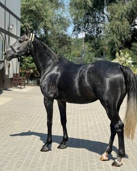 Elegante 6-jährige Stute – 168 cm – Hochwertiges Sportpferd