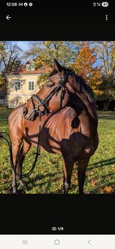 Elegante Halbblutstute mit Potenzial, Stefan Esterl, Horses For Sale, Landshut